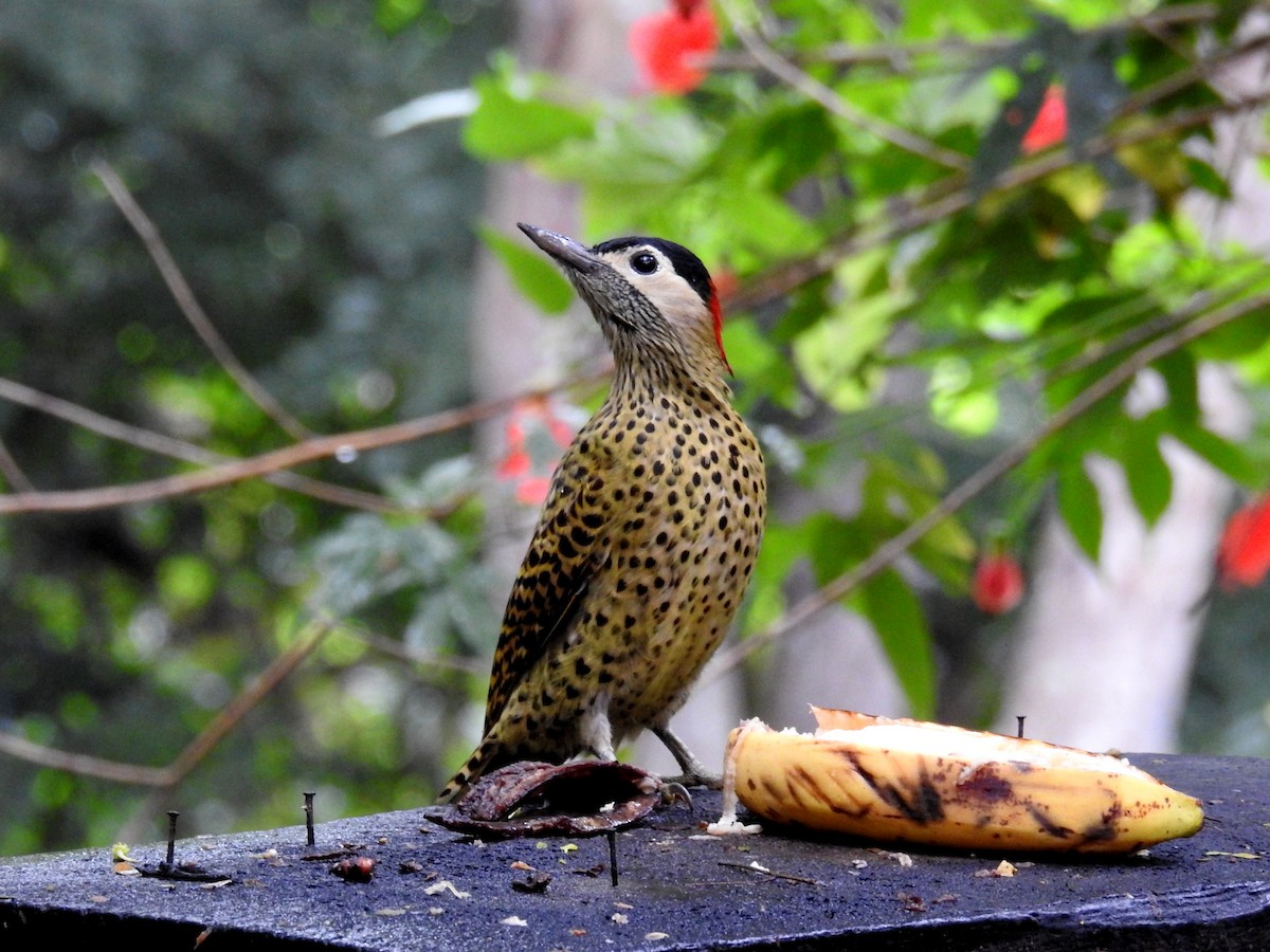Green-barred Woodpecker - ML618452029