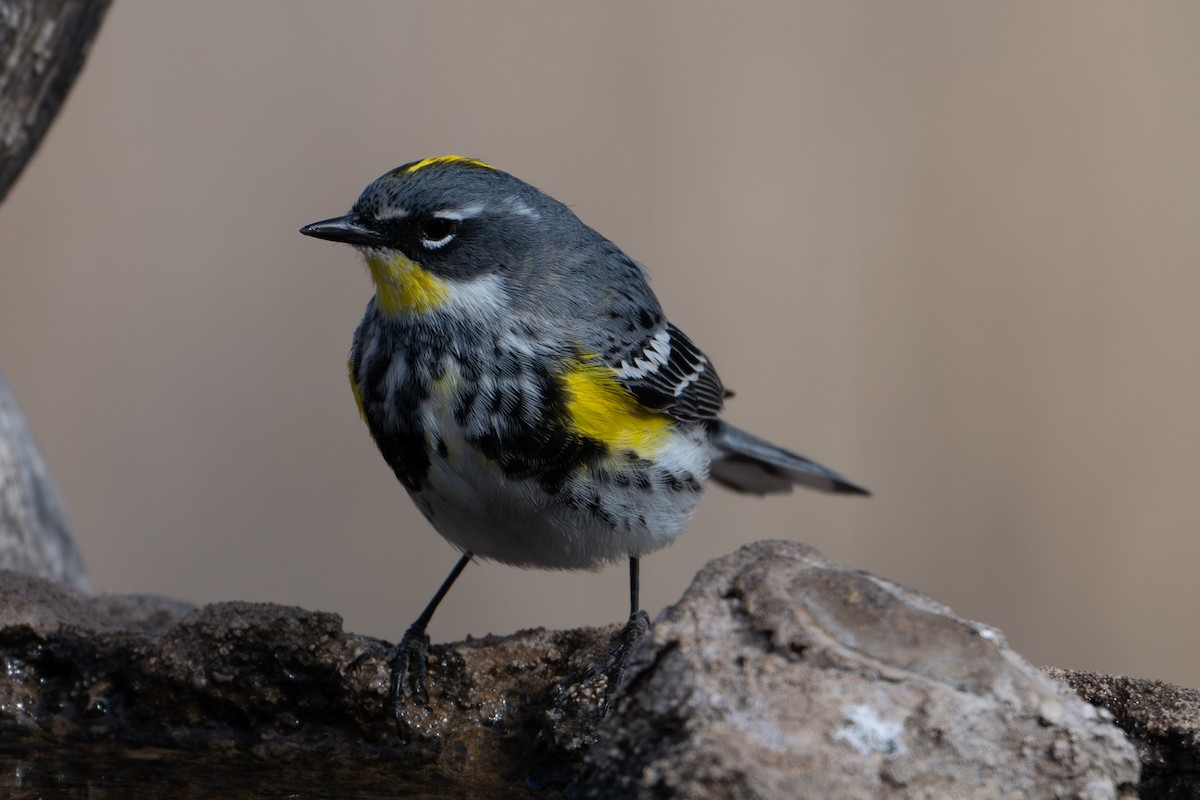 Yellow-rumped Warbler (Myrtle x Audubon's) - ML618452038