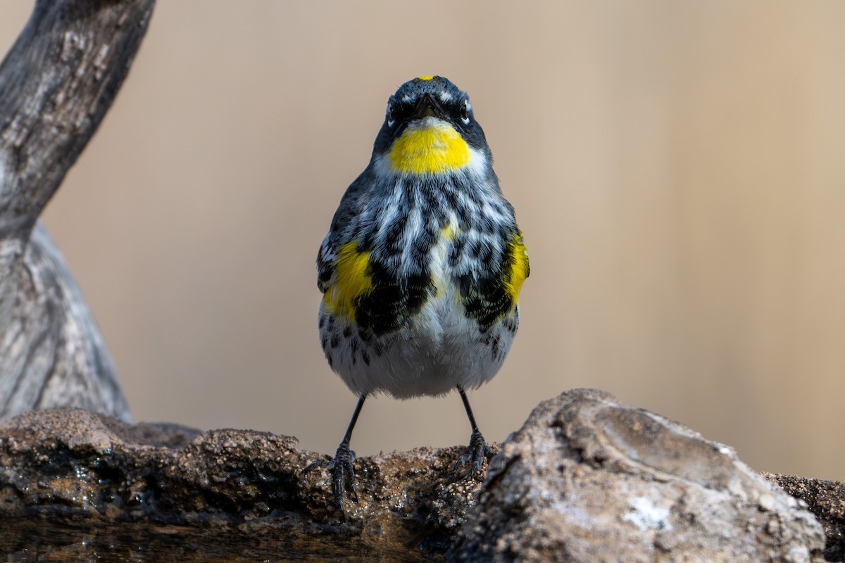 Yellow-rumped Warbler (Myrtle x Audubon's) - ML618452039