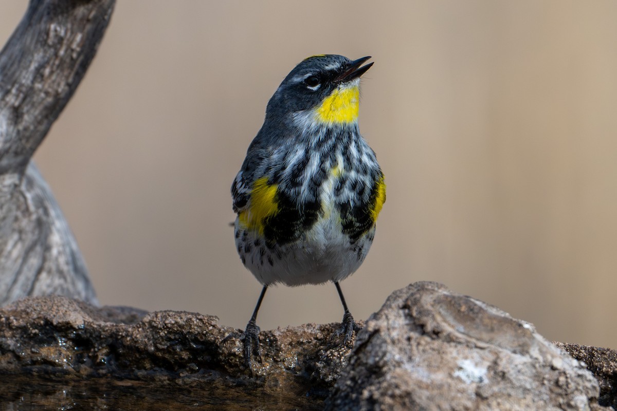 Yellow-rumped Warbler (Myrtle x Audubon's) - ML618452040