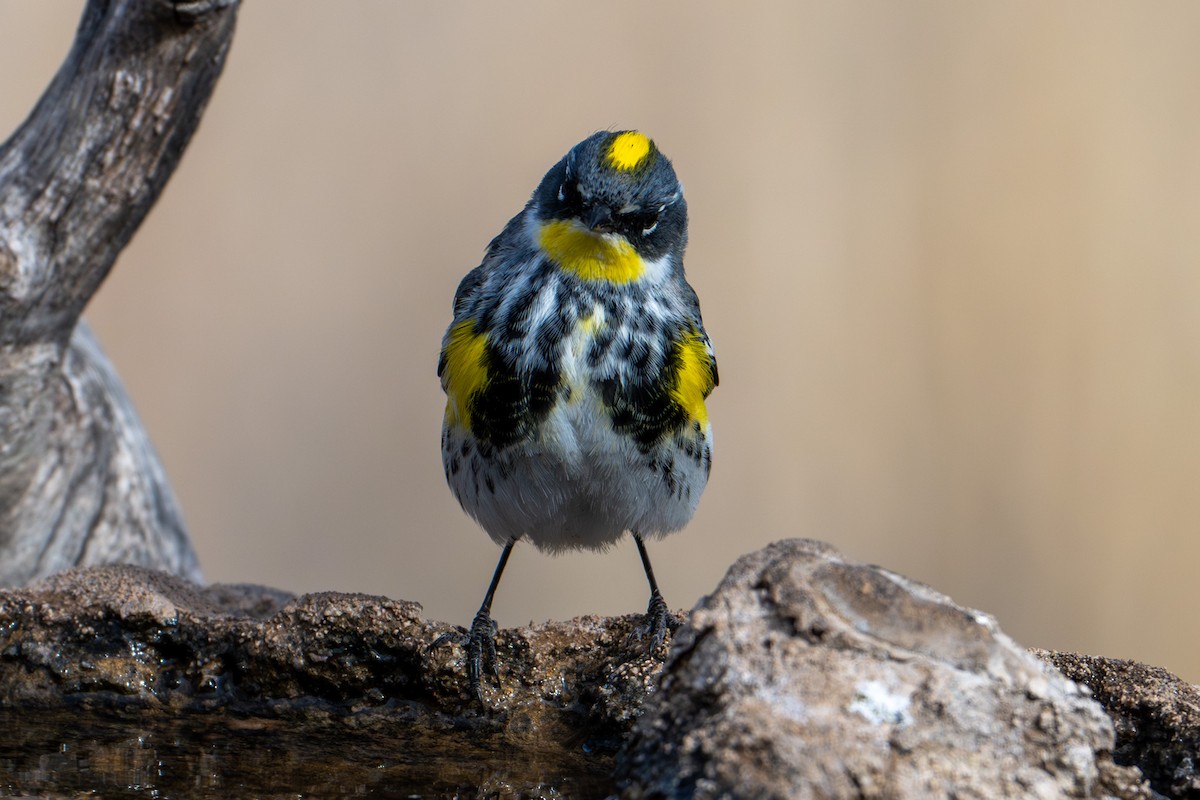 Yellow-rumped Warbler (Myrtle x Audubon's) - ML618452041