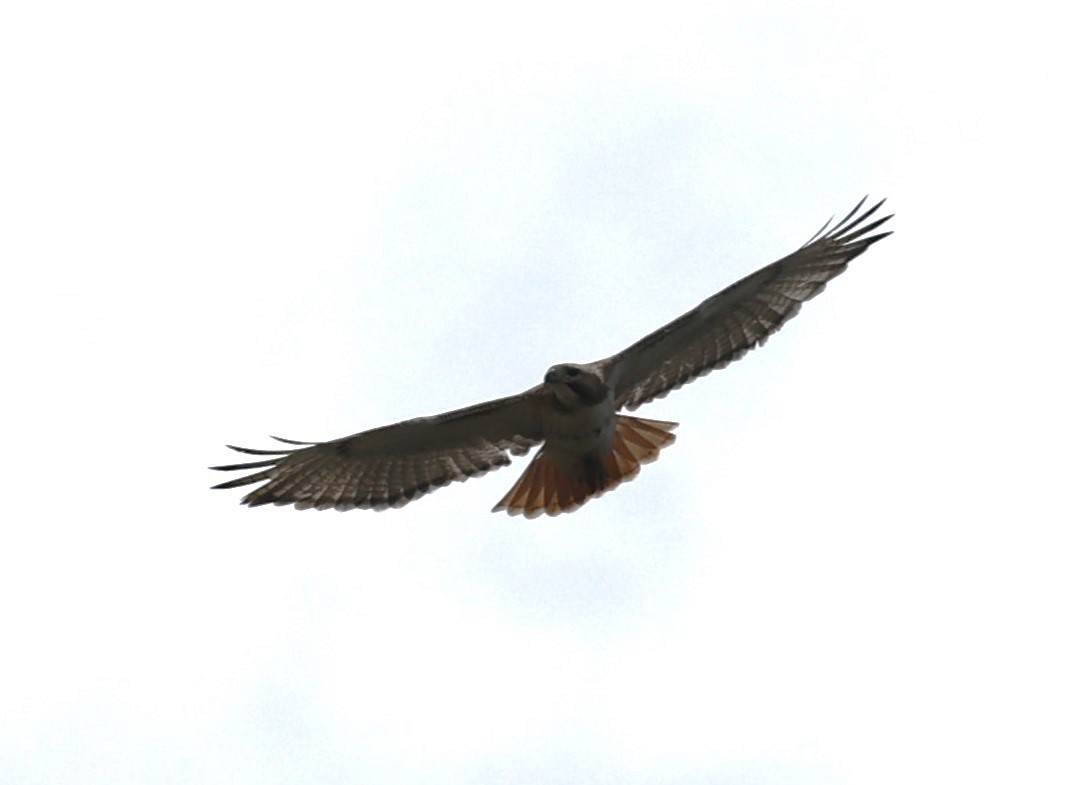 Red-tailed Hawk (borealis) - ML618452050