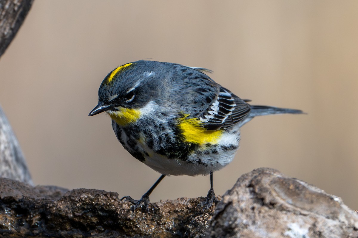 Yellow-rumped Warbler (Myrtle x Audubon's) - ML618452060