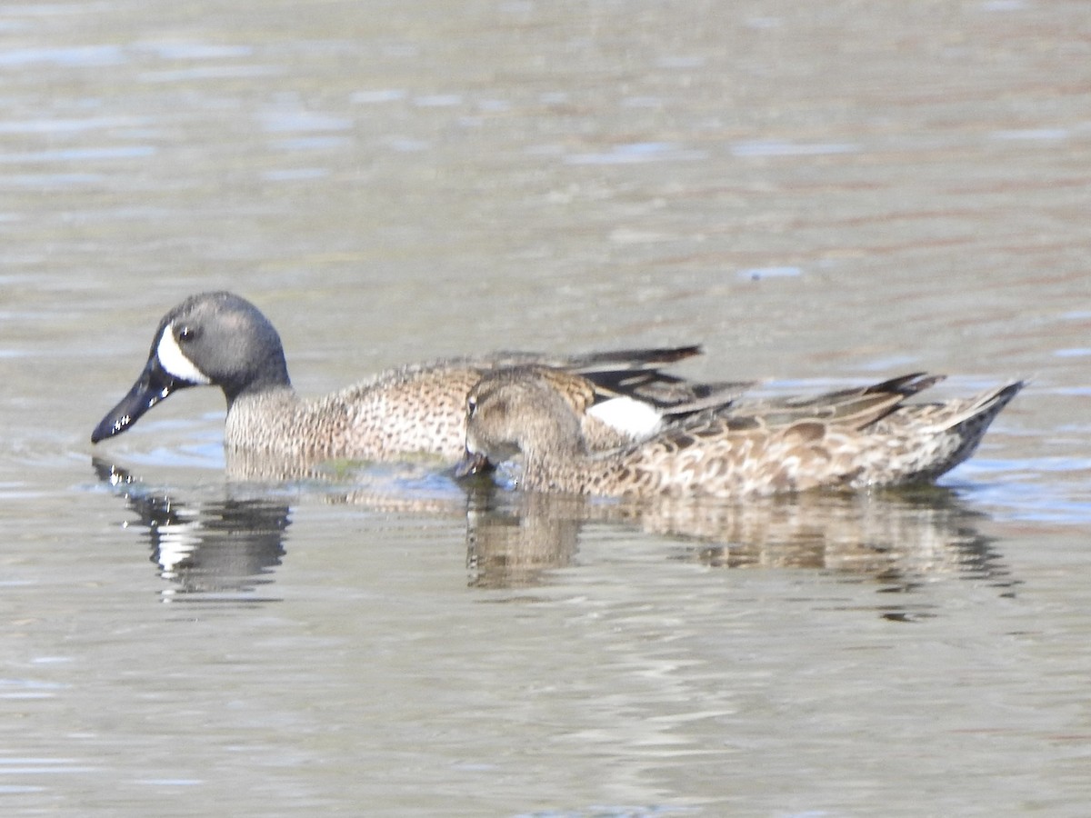 Blue-winged Teal - ML618452127