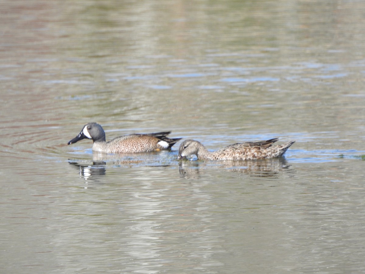 Blue-winged Teal - ML618452128