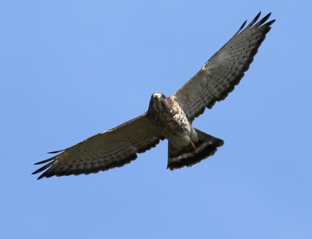 Broad-winged Hawk - David Nicosia