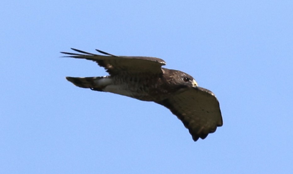 Broad-winged Hawk - ML618452183