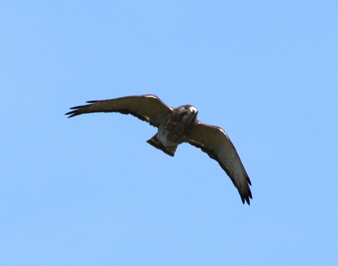 Broad-winged Hawk - ML618452184