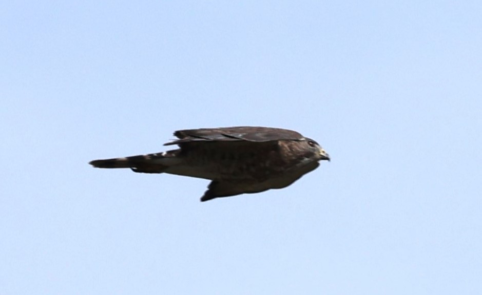 Broad-winged Hawk - ML618452186