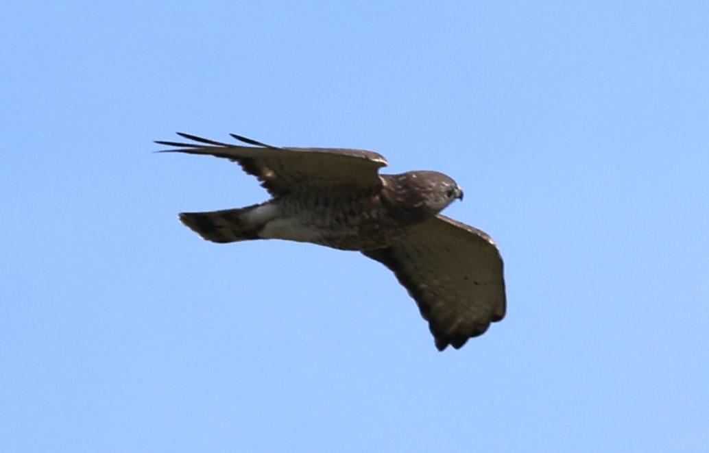 Broad-winged Hawk - ML618452188