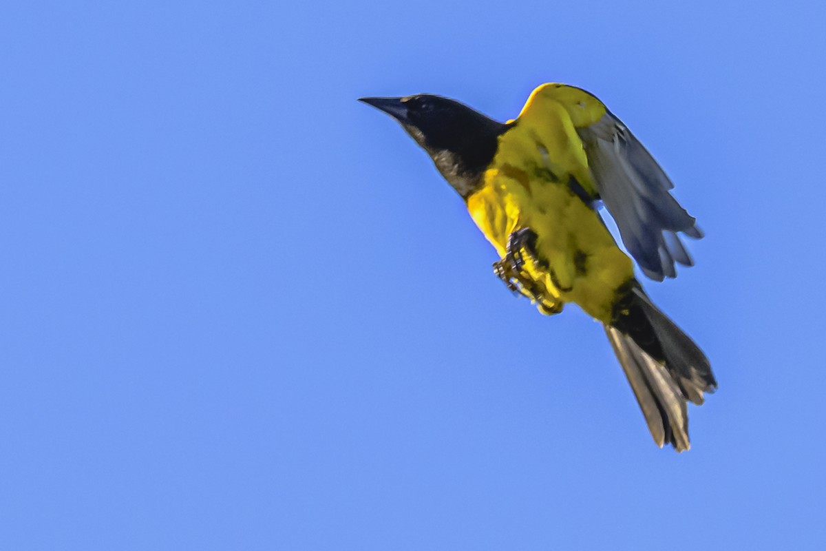Yellow-rumped Marshbird - ML618452189