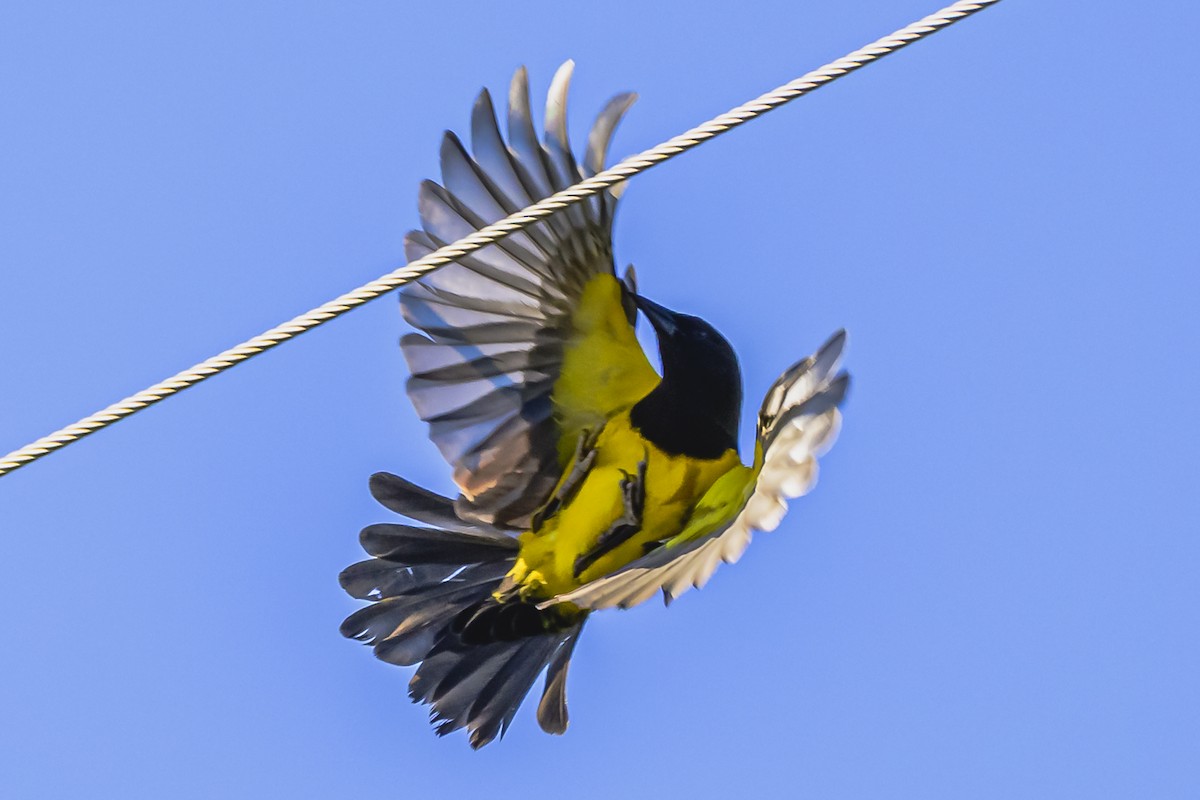 Yellow-rumped Marshbird - ML618452191