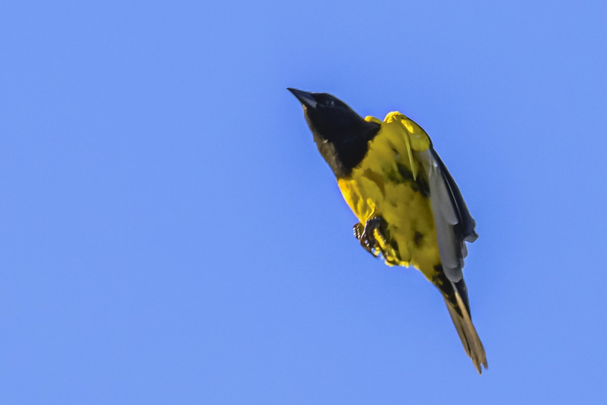 Yellow-rumped Marshbird - ML618452192