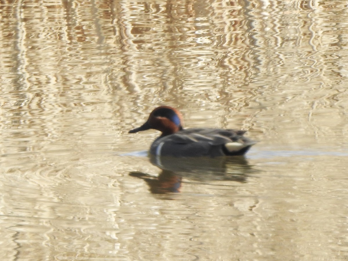 Green-winged Teal - ML618452230