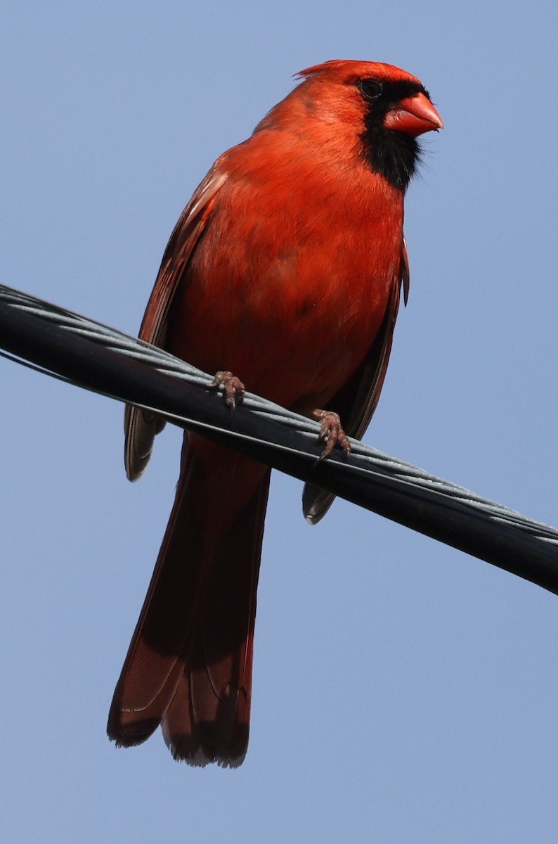 Northern Cardinal (Common) - ML618452263