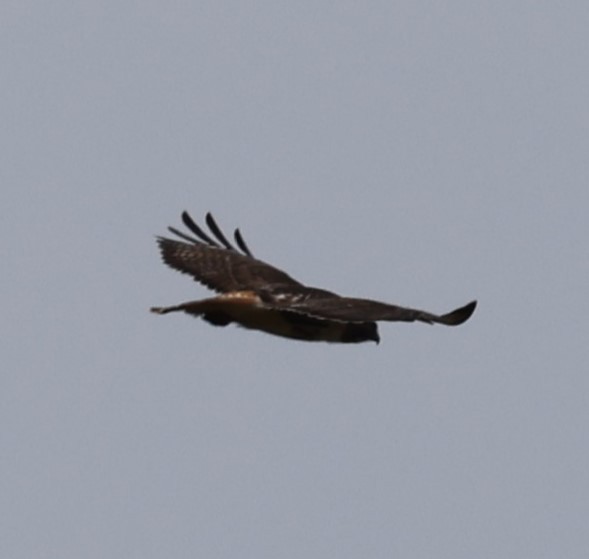 Red-tailed Hawk (borealis) - ML618452328