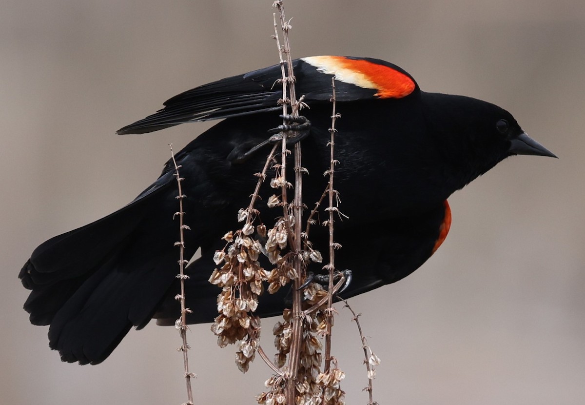 Red-winged Blackbird (Red-winged) - ML618452368