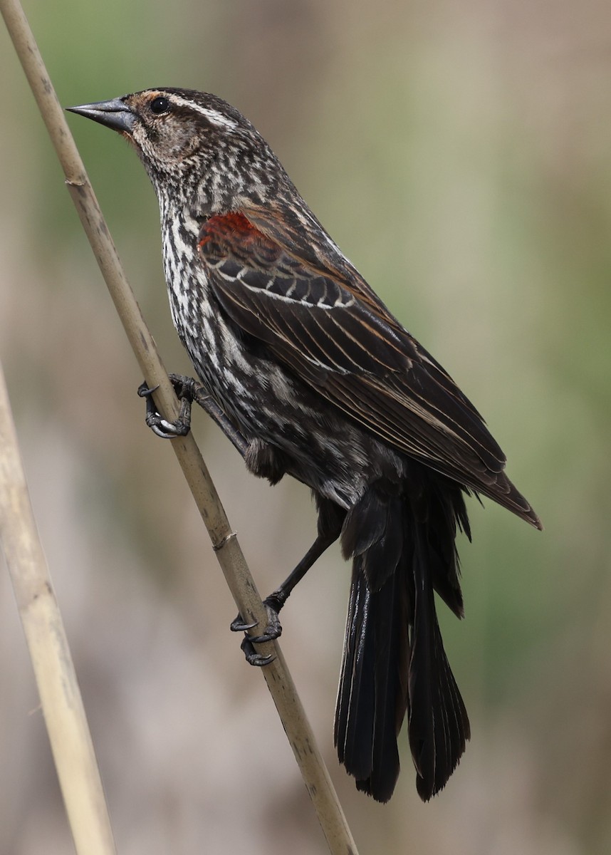 Red-winged Blackbird (Red-winged) - ML618452369