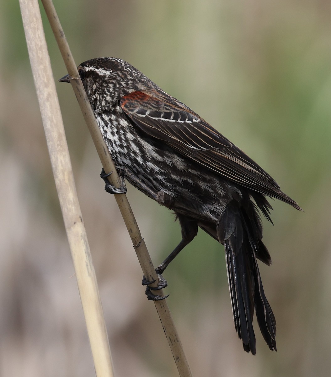 Red-winged Blackbird (Red-winged) - ML618452370