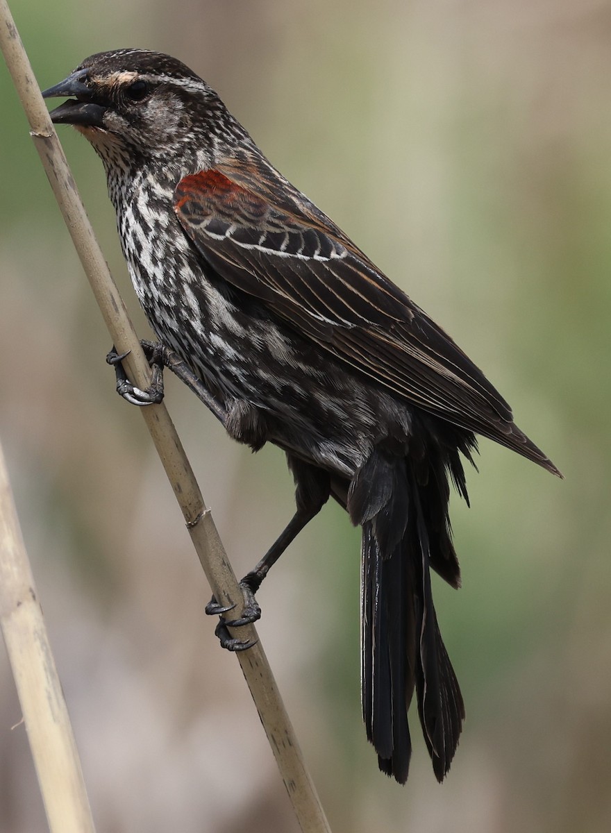 Red-winged Blackbird (Red-winged) - ML618452371
