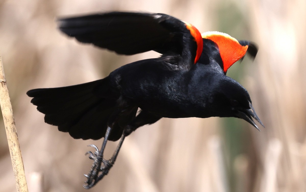 Red-winged Blackbird (Red-winged) - David Nicosia