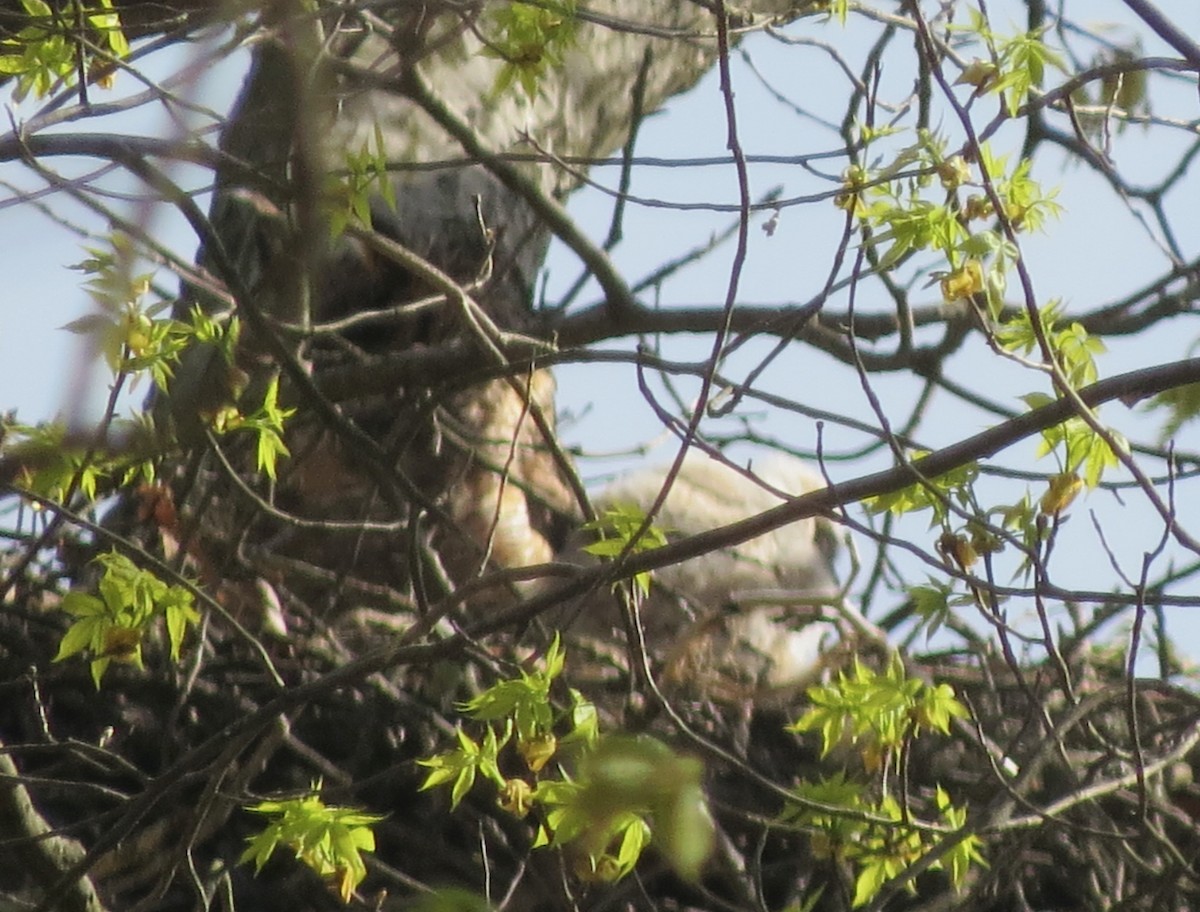 Great Horned Owl - ML618452406