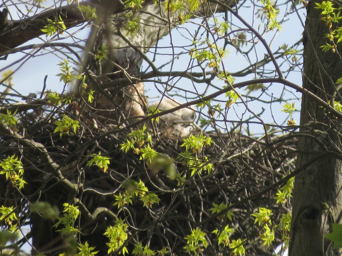 Great Horned Owl - ML618452407