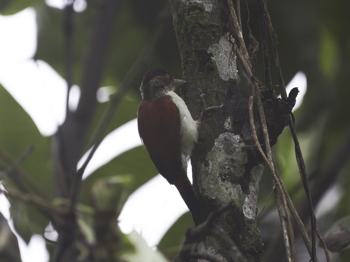 Scarlet-backed Woodpecker - ML618452418