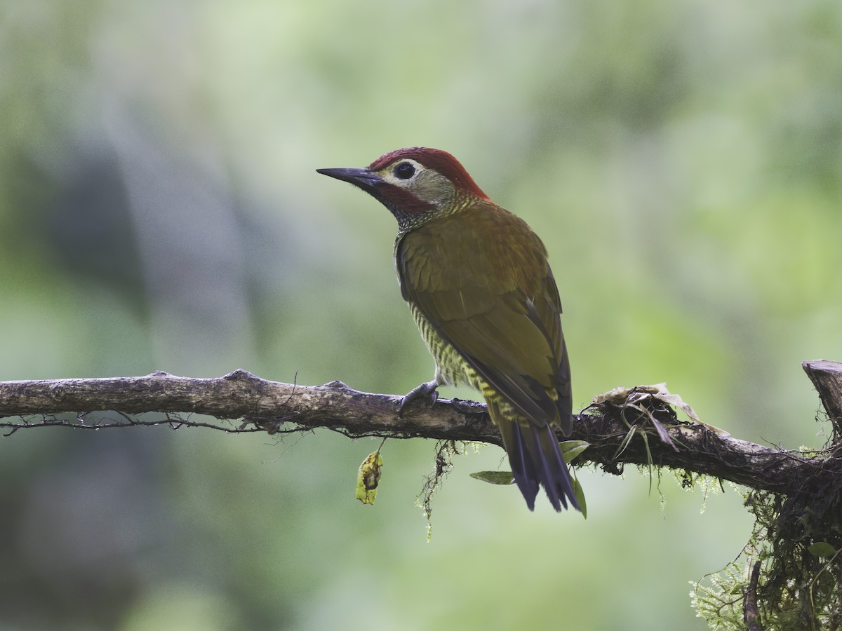 Golden-olive Woodpecker - ML618452478