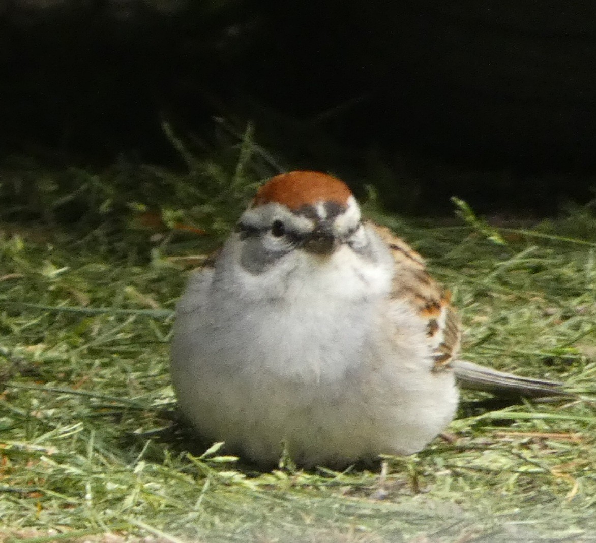 Chipping Sparrow - ML618452507