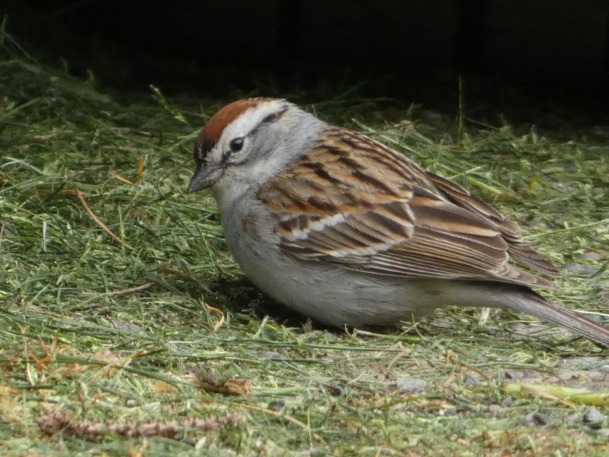 Chipping Sparrow - ML618452516