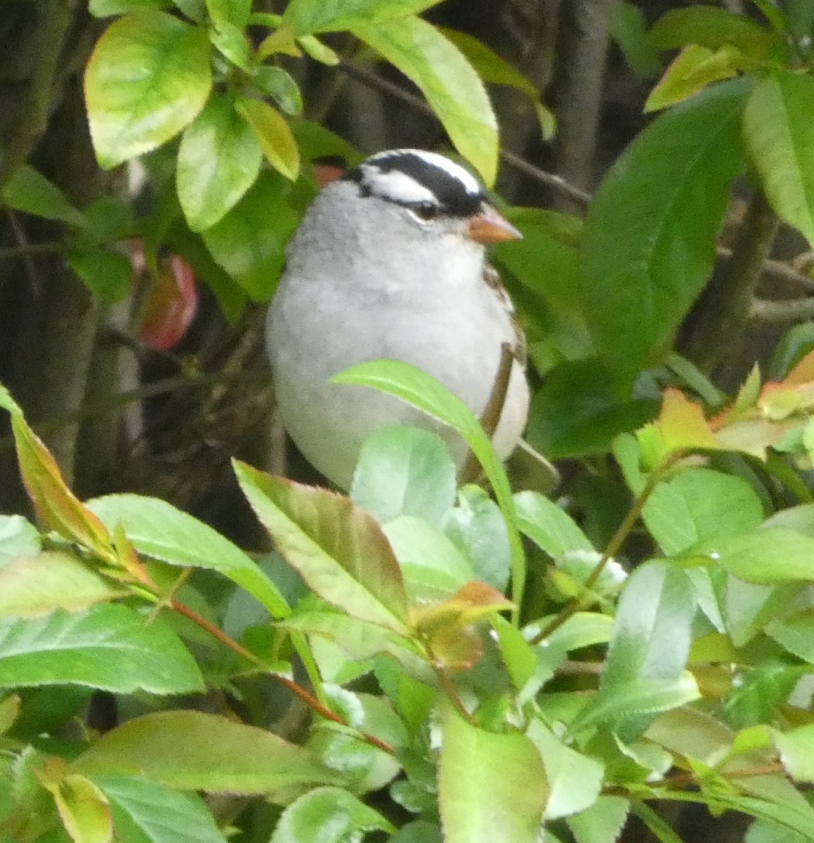 White-crowned Sparrow (leucophrys) - ML618452521