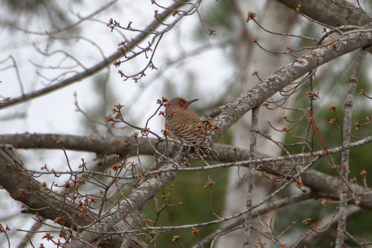 Northern Flicker (Yellow-shafted) - ML618452533