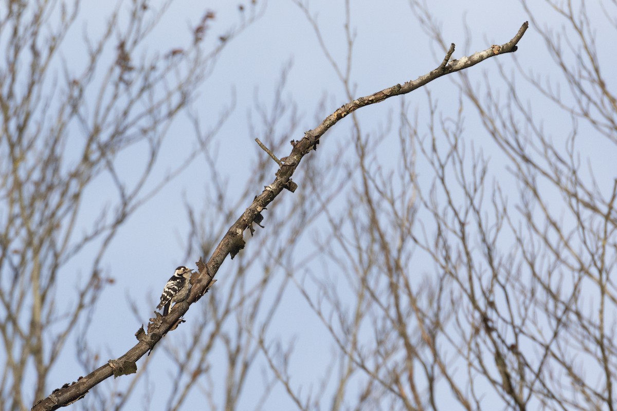 Lesser Spotted Woodpecker - ML618452548