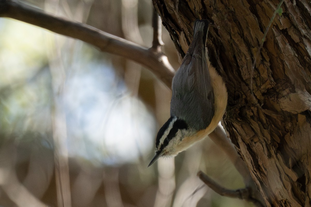 Red-breasted Nuthatch - ML618452627