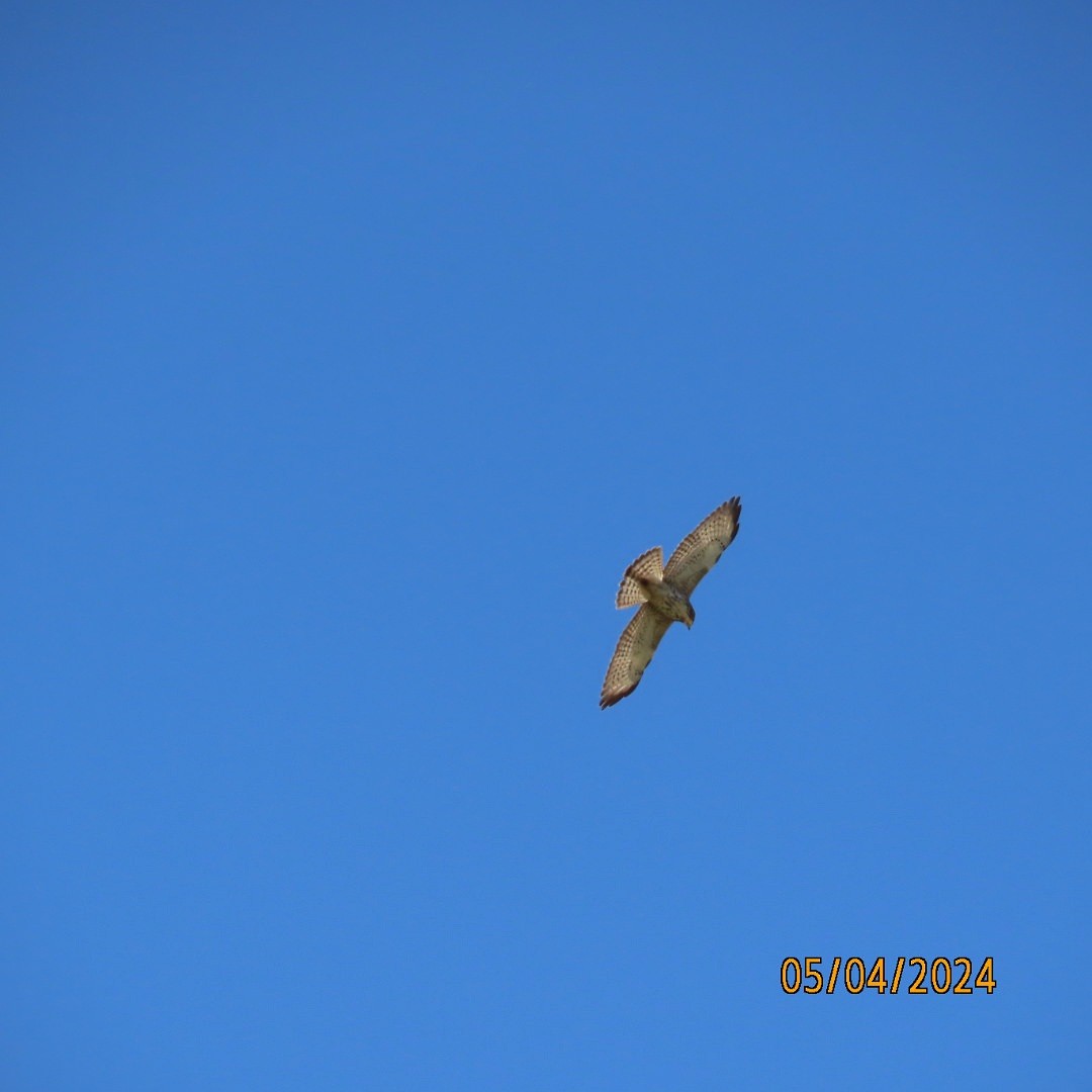 Broad-winged Hawk - ML618452651