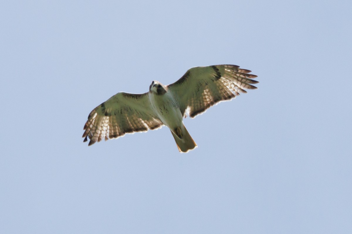 Red-tailed Hawk - ML618452696