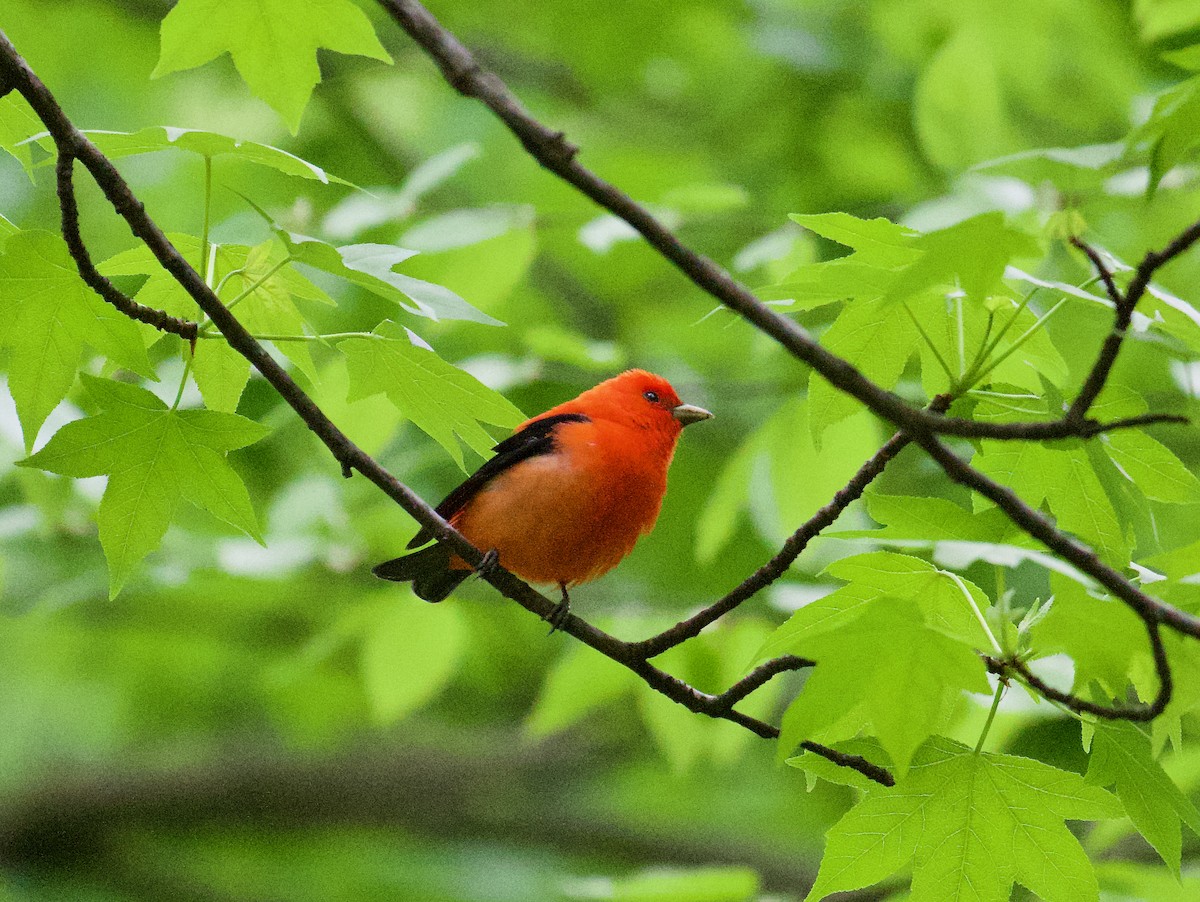Scarlet Tanager - ML618452711