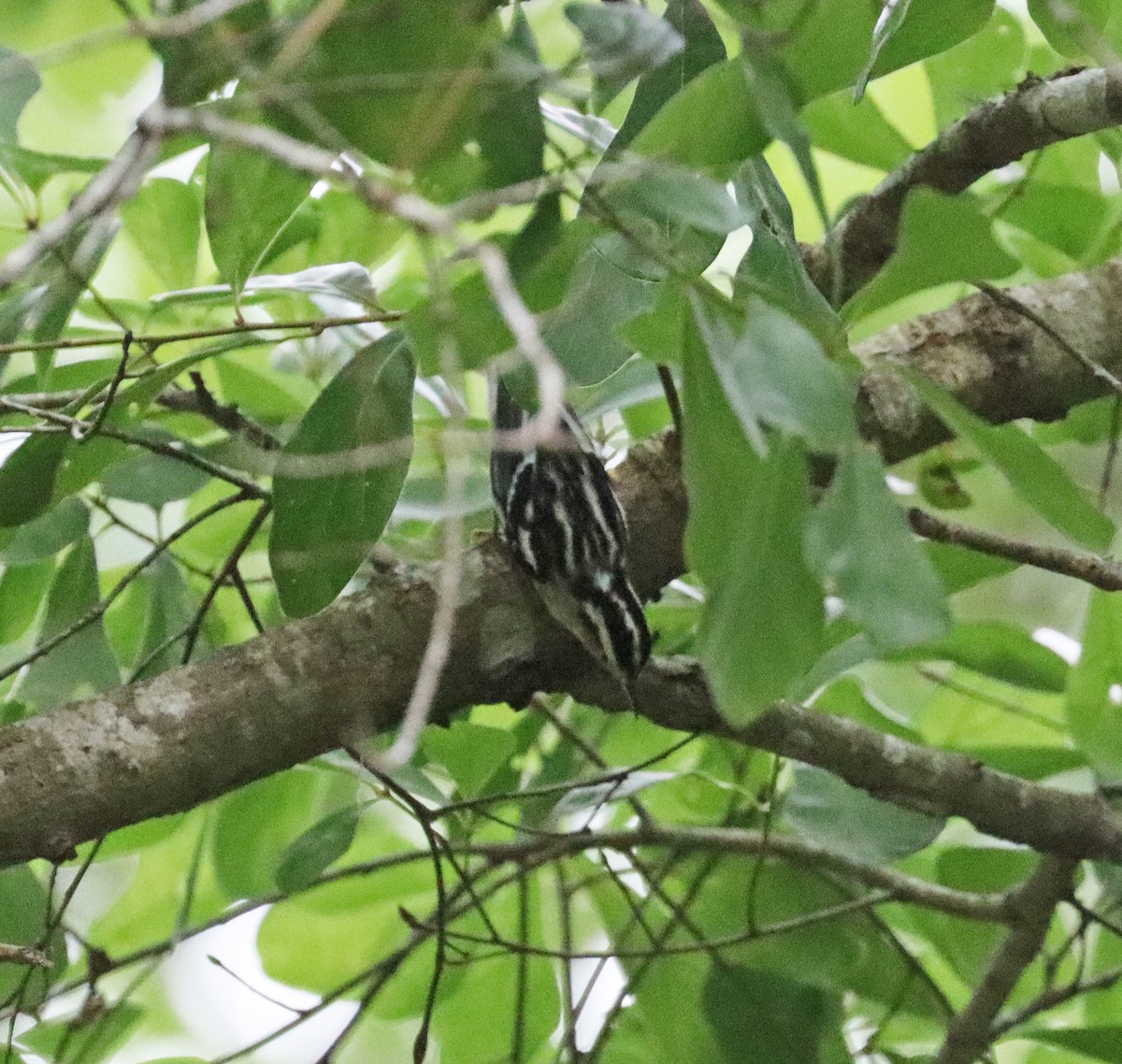 Black-and-white Warbler - ML618452728