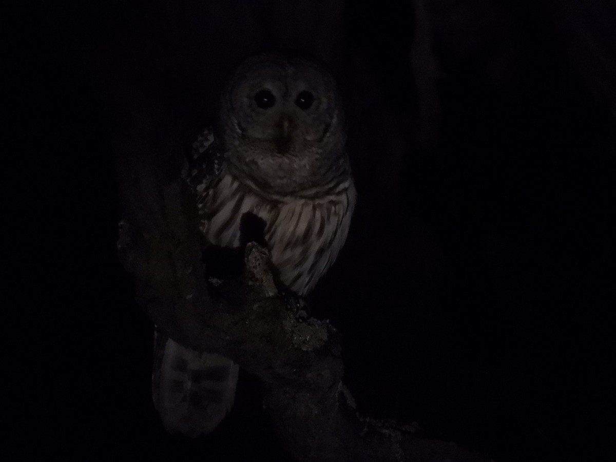 Barred Owl - ML618452741
