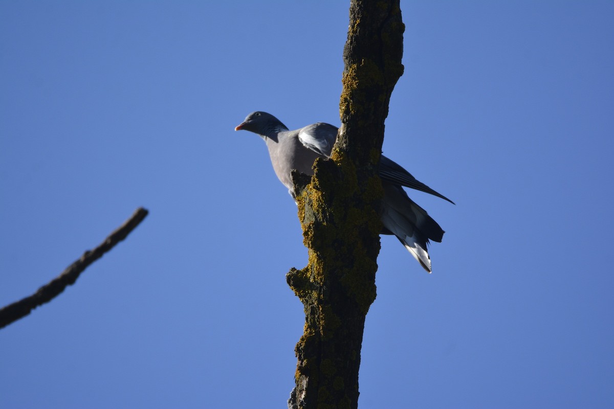 Common Wood-Pigeon - ML618452750