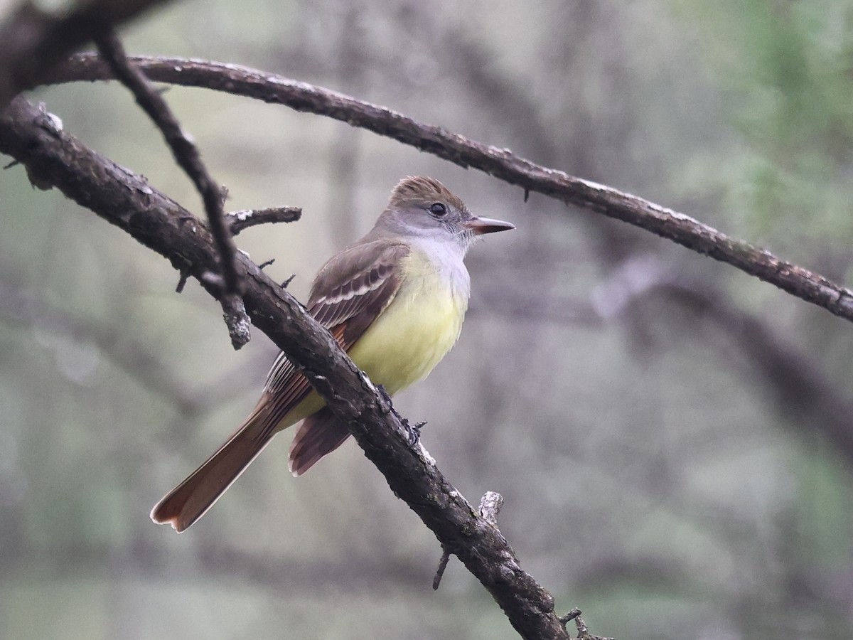 Great Crested Flycatcher - ML618452755