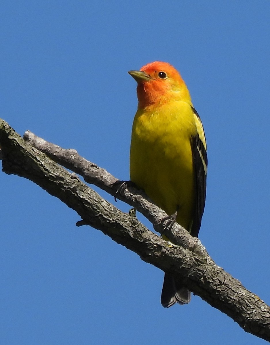 Western Tanager - ML618452787