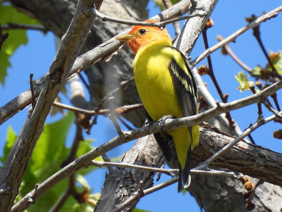 Western Tanager - ML618452788