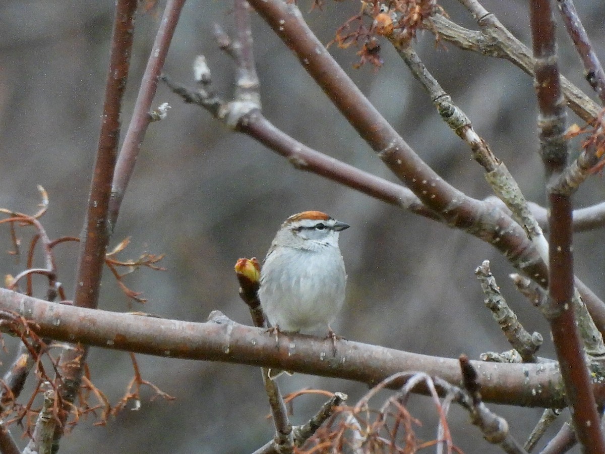 Chipping Sparrow - ML618452855