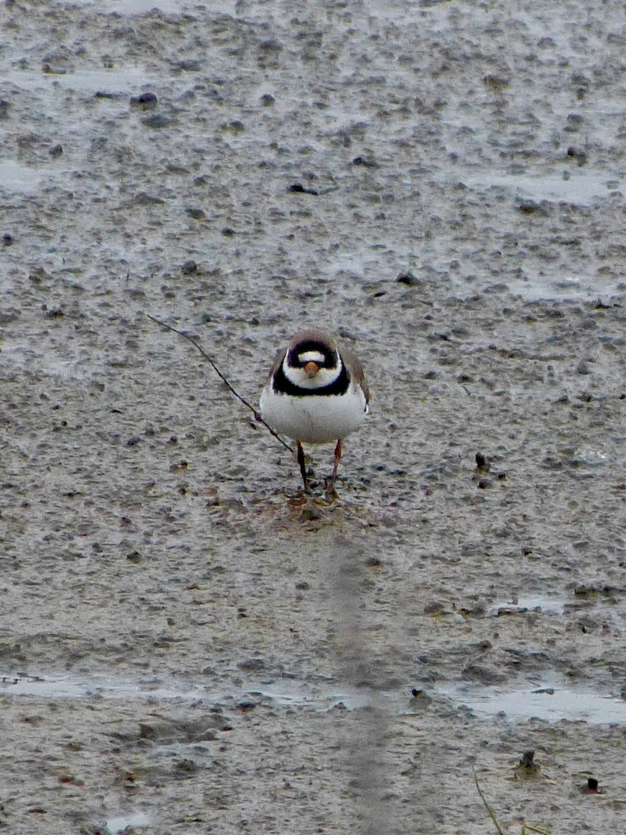 Semipalmated Plover - ML618452858