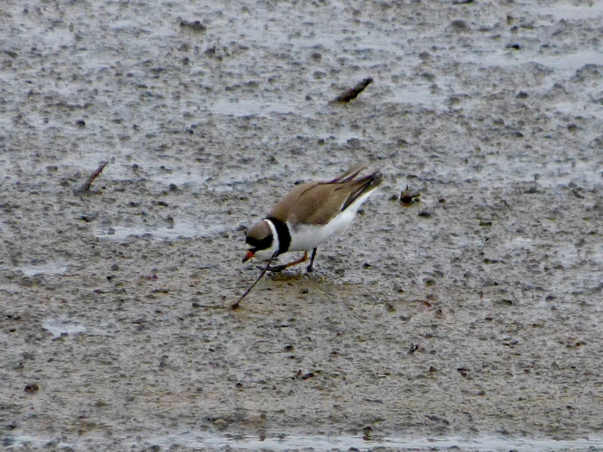 Semipalmated Plover - ML618452859