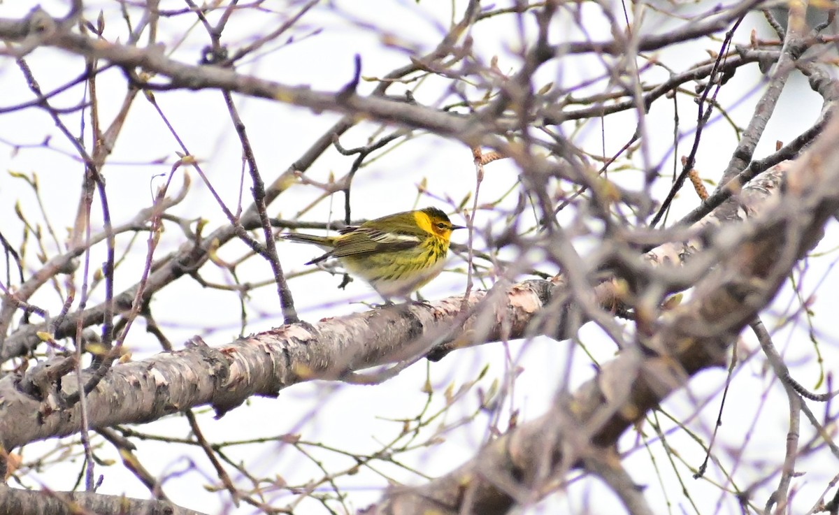 Cape May Warbler - ML618452860