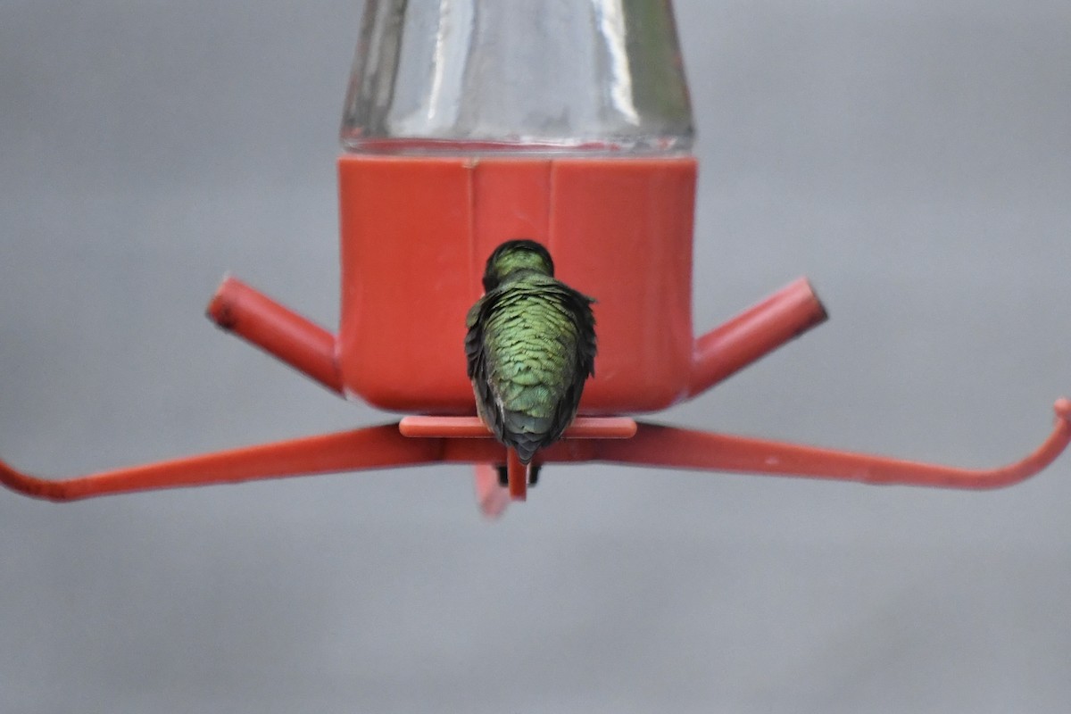 Ruby-throated Hummingbird - ML618452877