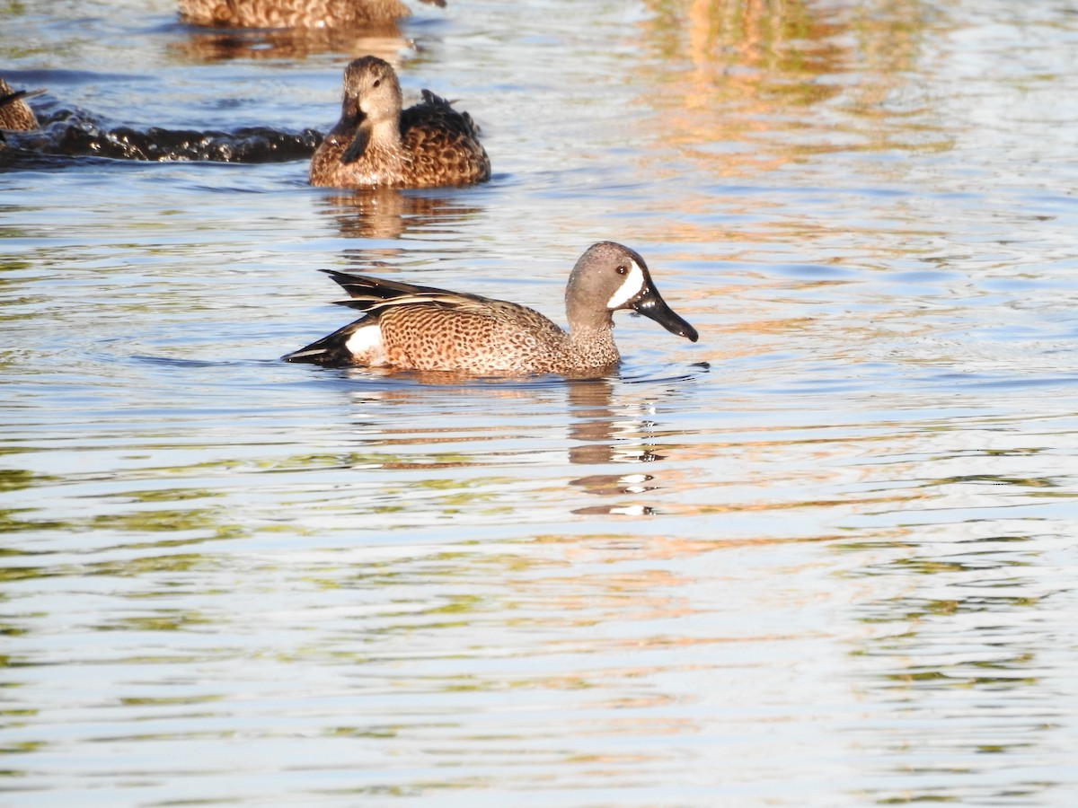 Blue-winged Teal - ML618452892